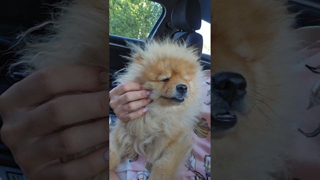 Что за зверь такой #анапа #анапасегодня #анапапляжи #померанскийщпиц #шпиц смотреть онлайн