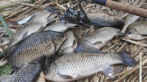 Ловля КАРАСЯ на ФИДЕР - лапти СТАСКИВАЮТ пикер с подставки, рыбалка на малой реке