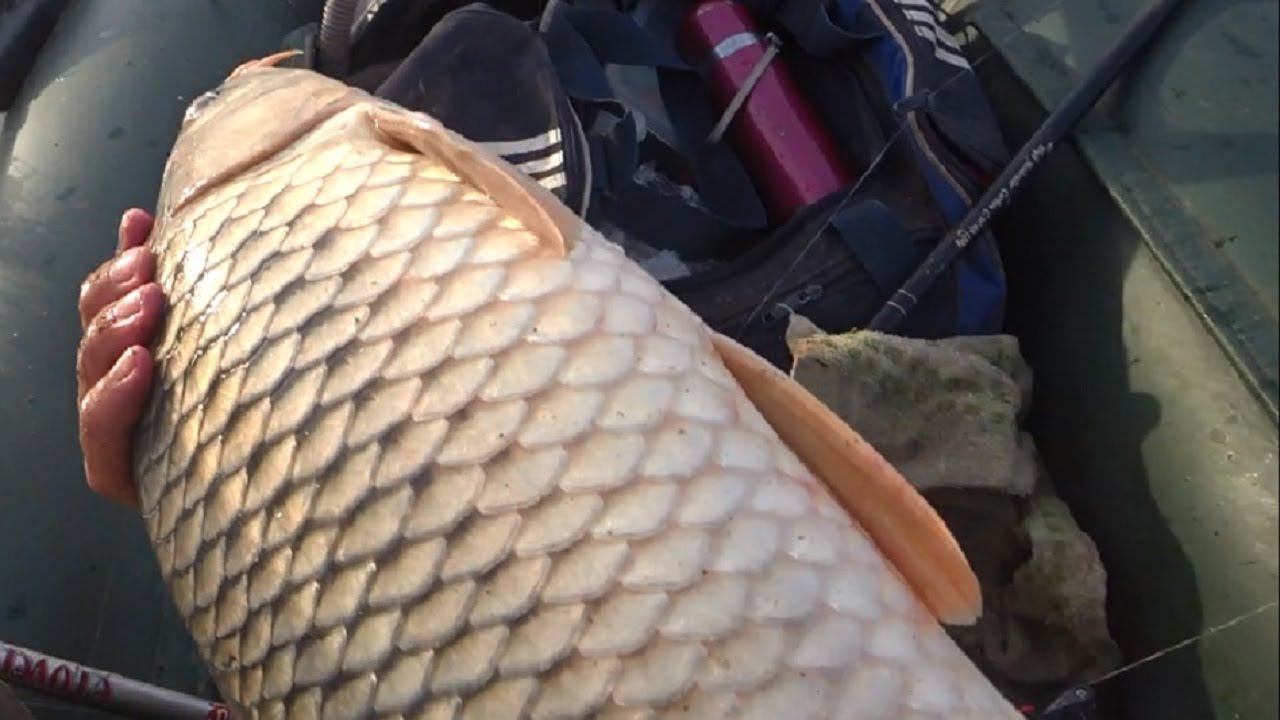 Супер РЫБАЛКА - САЗАН ЖРЕТ, ХВАТАЕТ НА ВСЕ СРАЗУ, ловля сазана на реке смотреть онлайн