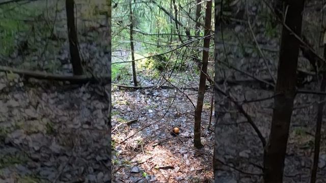 БЛАГОРОДНЫЕ ГРИБЫ НА ЛЮБОЙ ВКУС. ОДИН ЛУЧШЕ ДРУГОГО. ГРИБЫ 2024 смотреть онлайн