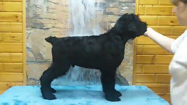 VID 20151222 223045 смотреть онлайн