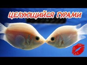 ЦЕЛУЮЩИЙСЯ ГУРАМИ. СОДЕРЖАНИЕ И РАЗВЕДЕНИЕ !