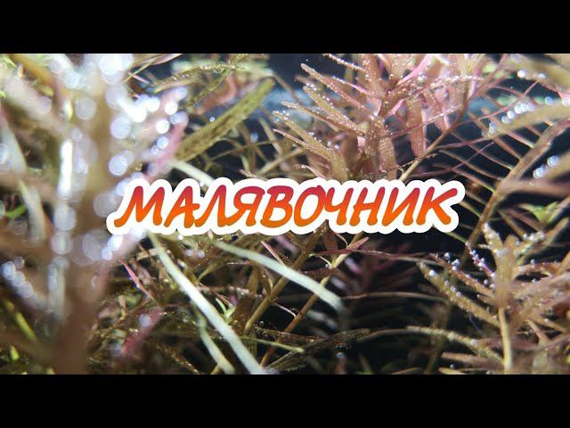 ИЗ МАЛЯВОЧНИКА смотреть онлайн