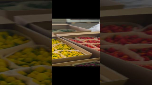 Тюльпаны оптом Holland Plants