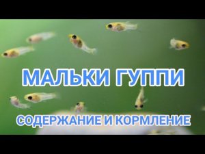 МАЛЬКИ ГУППИ. УХОД , СОДЕРЖАНИЕ И КОРМЛЕНИЕ