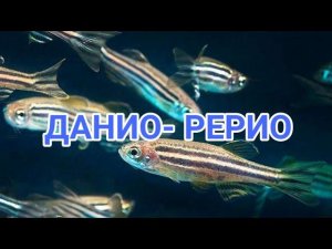 ДАНИО РЕРИО. РАЗМНОЖЕНИЕ И РАЗВЕДЕНИЕ В АКВАРИУМЕ