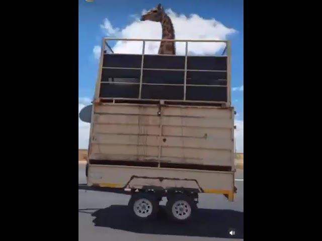 мне с верху видно все и я жираф