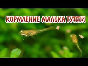 КОРМЛЕНИЕ МАЛЬКА ГУППИ.