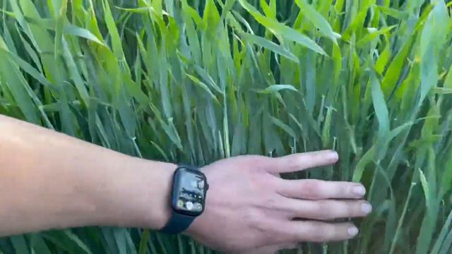 Озимая пшеница Гром. Белгородская область. 19.05.2024 смотреть онлайн