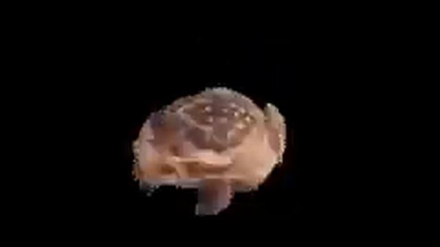 Frog spin смотреть онлайн
