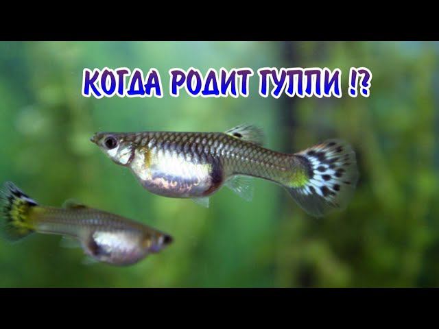 КОГДА РОДИТ ГУППИ !? смотреть онлайн