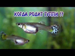КОГДА РОДИТ ГУППИ !?