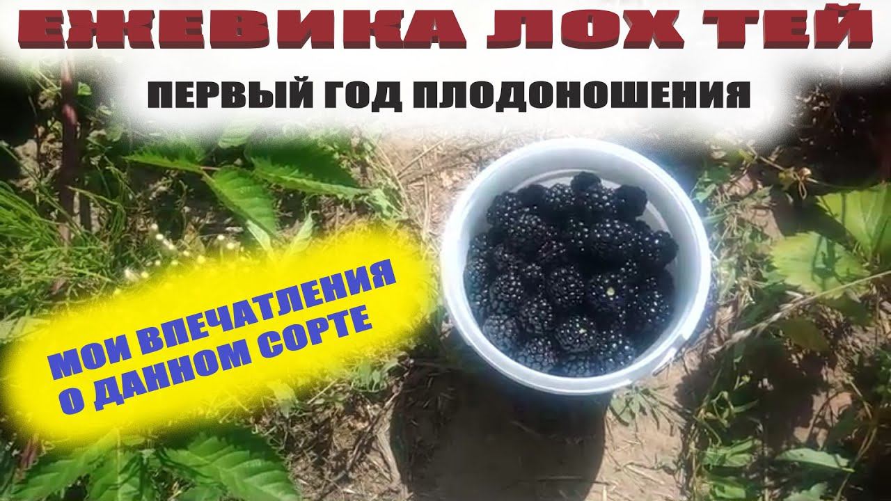 Ежевика садовая Лох Тей первый год плодоношения.Моё первое впечатление смотреть онлайн