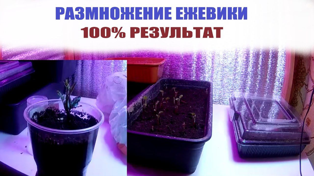 Такой способ размножения ежевики корневыми черенками даёт 100% результат смотреть онлайн