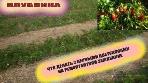Ремонтантная клубника.Почему обрываю всегда первые цветоносы