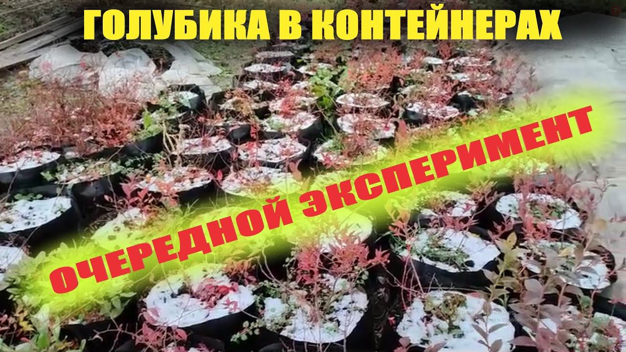Голубика в контейнерах зимой в открытом грунте смотреть онлайн