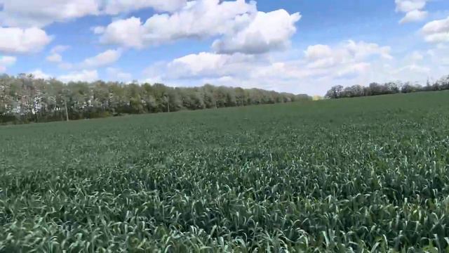 Озимая пшеница после заморозков. смотреть онлайн