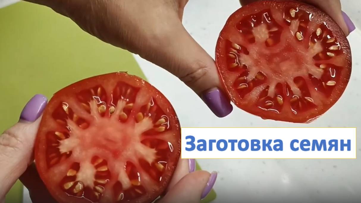 Заготовка семян. Томат Сибирский розовый тигр смотреть онлайн