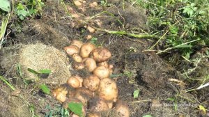 Выращивание картофеля. Органические траншеи