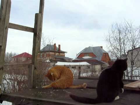 Людвиг Мишка Рыжик