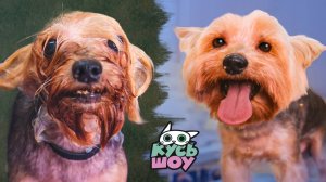 НОВЫЙ ОБЛИК ТОРА - Кусь-шоу – Бьюти рубрика