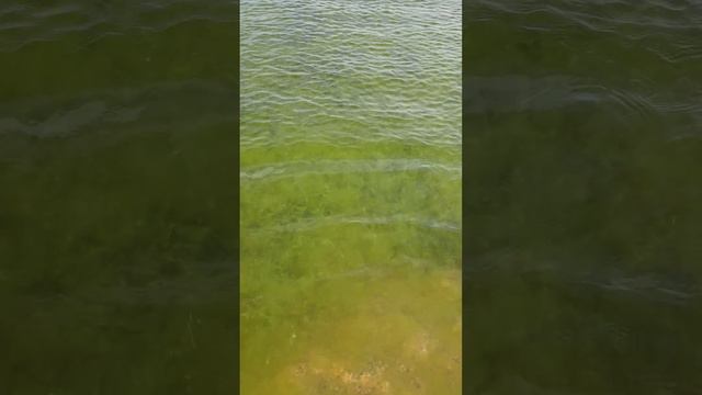 Море тёплое, но зацвело #анапа ##анапасегодня #анапапляжи #анапа2024 смотреть онлайн