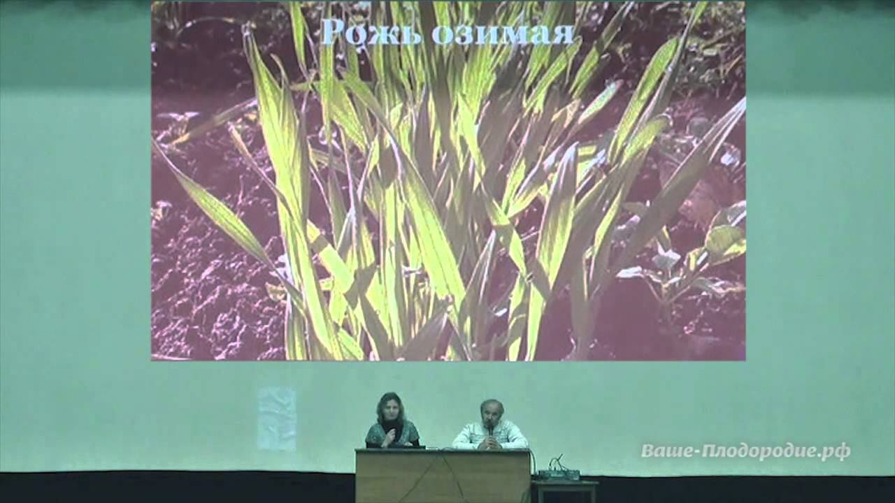 Сидераты, мульча и компания смотреть онлайн