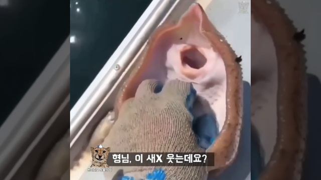 ЗАБАВНЫЕ ЖИВОТНЫЕ смотреть онлайн