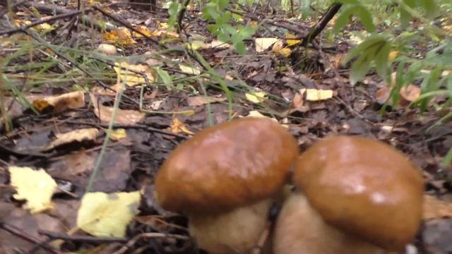 Ушли с женой в лес и НАБРАЛИ КОРЗИНУ БЕЛЫХ ГРИБОВ! Жена просто ТАЛИСМАН! смотреть онлайн