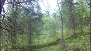 ОПГ Ореховские