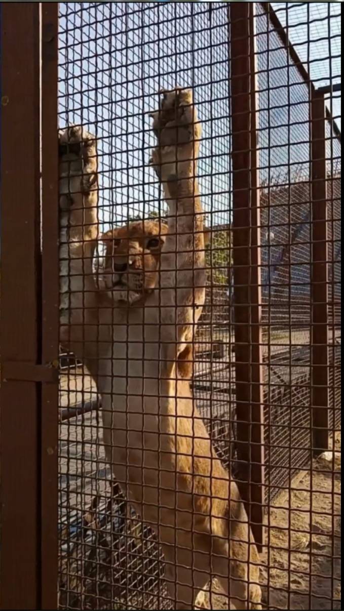 ШЕРХАН скучает, он хочет ласки. #тайган #шерхан #олегзубков #lion #алехно #animals #shortvideo смотреть онлайн