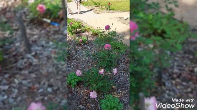 Знаменск и розарий у Кирхи Святого Якоба 7/09/2024 смотреть онлайн