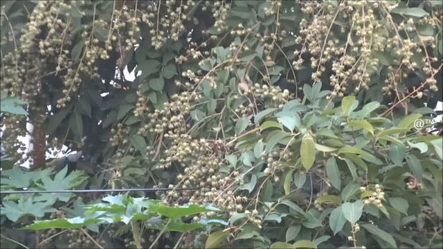 Which tree is this ( I saw violet flower in summer season ) смотреть онлайн