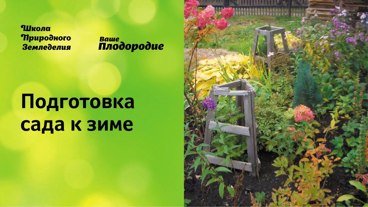 Подготовка сада к зиме, укрытие роз, кустарников смотреть онлайн