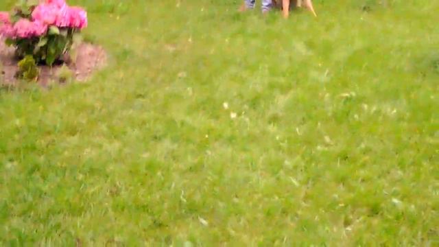 Mundial 2014 Brazylia Chorwacja, przewiduje pies. Brasil Croatia, dog foresees. смотреть онлайн