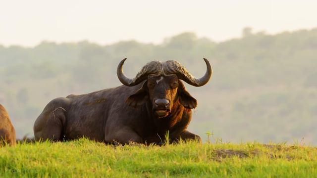 Life Of African Elephants - Largest Terrestrial Mammals Of The Earth - 4K Nature Documentary Film