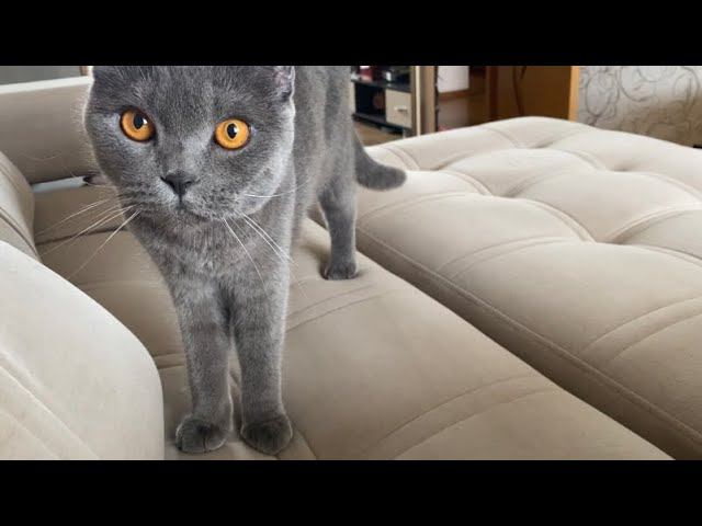 КАК РАЗВЕСЕЛИТЬ КОТА? смотреть онлайн