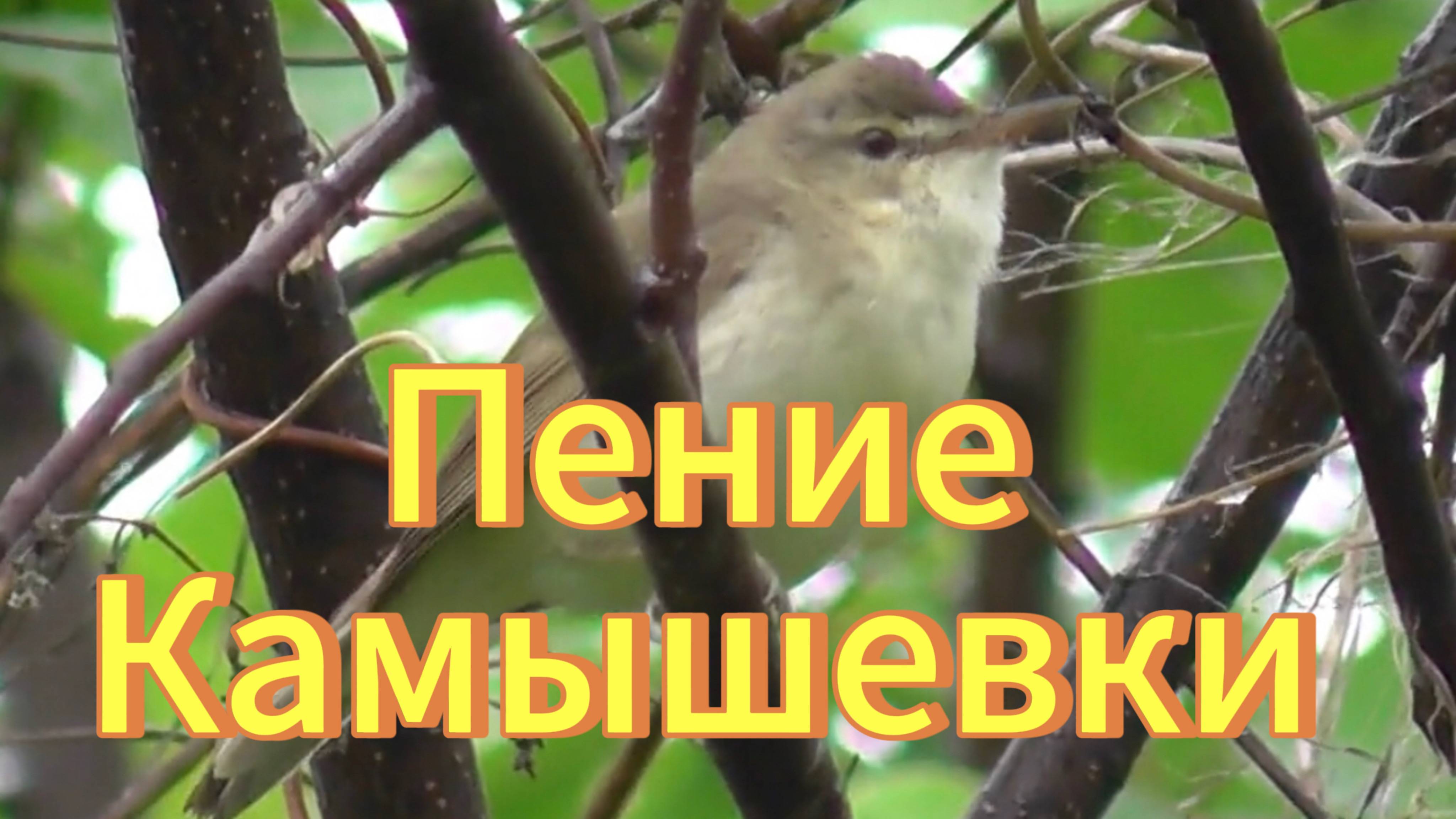 Камышевка. Прекрасное пение камышевки. Птицы Новосибирской области. Природа. смотреть онлайн