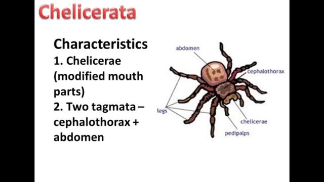 Invertebrates II смотреть онлайн