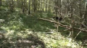 ЛЕСНЫЕ ГРИБЫ ЗА КОТОРЫЕ МОЖНО ПОЛУЧИТЬ ТЮРЕМНЫЙ СРОК! Новый закон о грибах! ЧЕГО БОЯТЬСЯ ГРИБНИКАМ?