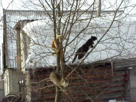 Котята играют на дереве!