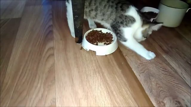 Котенок пытается закопать сухой корм с миской смотреть онлайн