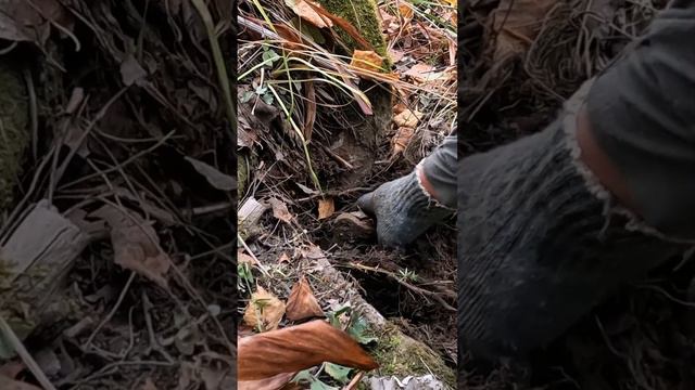 Первый сигнал! смотреть онлайн