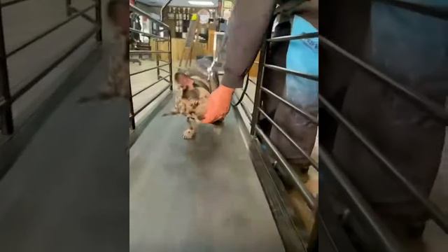 Introducing Your Dog to the Electric Treadmill | DOG RUNNER USA смотреть онлайн