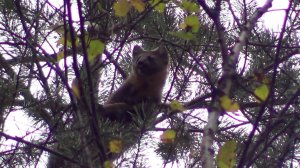 С ЛАЙКАМИ НА ПУТИКЕ, дела таёжные.