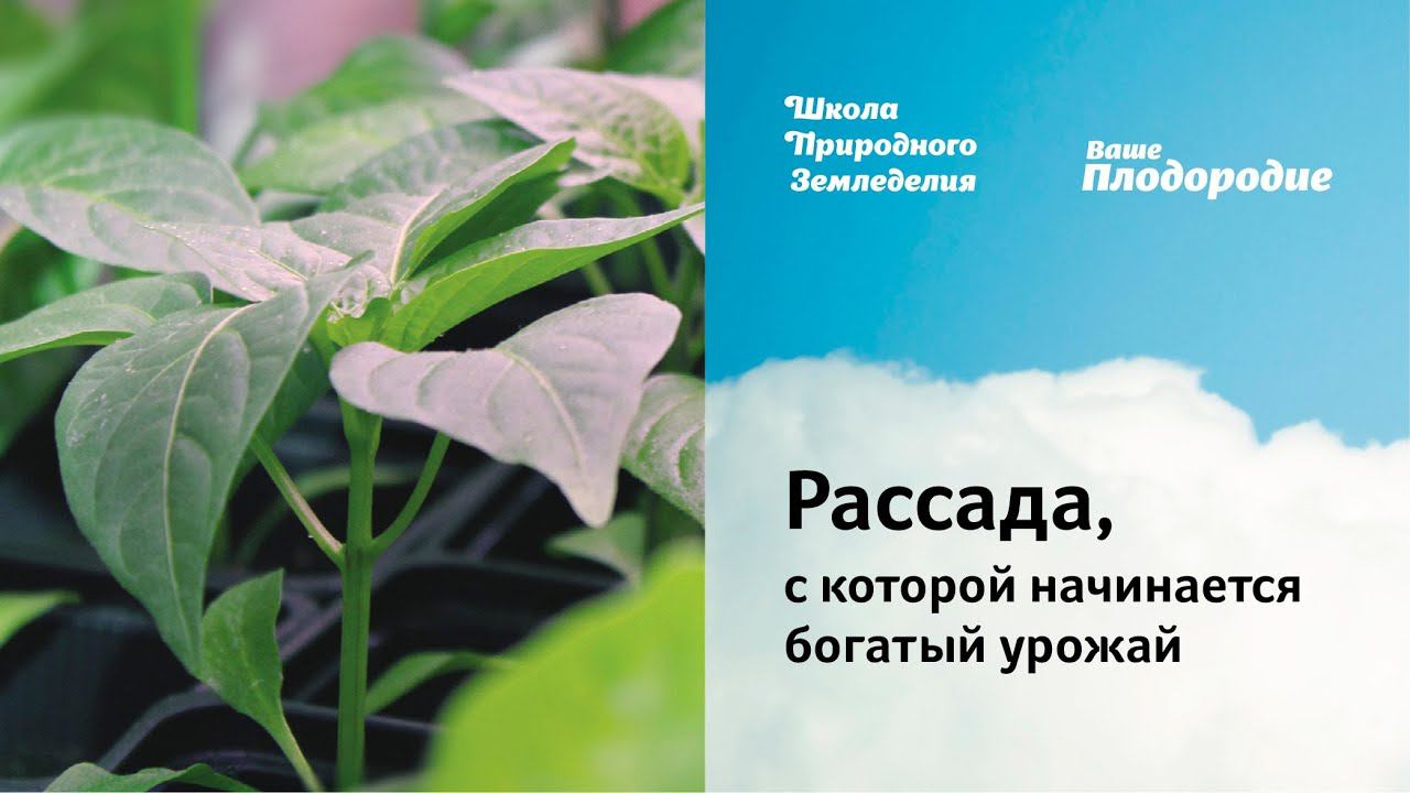 Рассада, с которой начинается богатый урожай смотреть онлайн