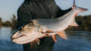 Рыбалка на Амуре. Желтощек, ауха.