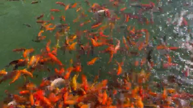 Как мы кормили прекрасных карпов Кои смотреть онлайн