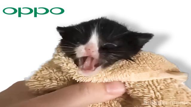 Kitten Meows But Famous Phone Ringtones (2)