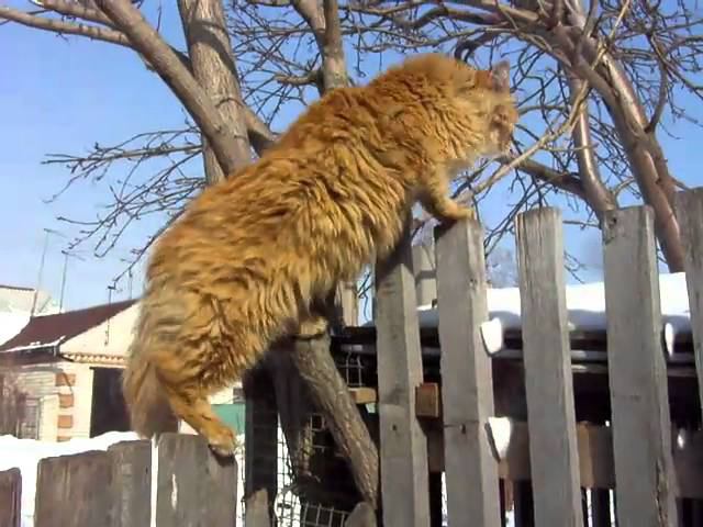 Пух. Малыш. Лап Лапыч. Звук ТРАКТОРА.